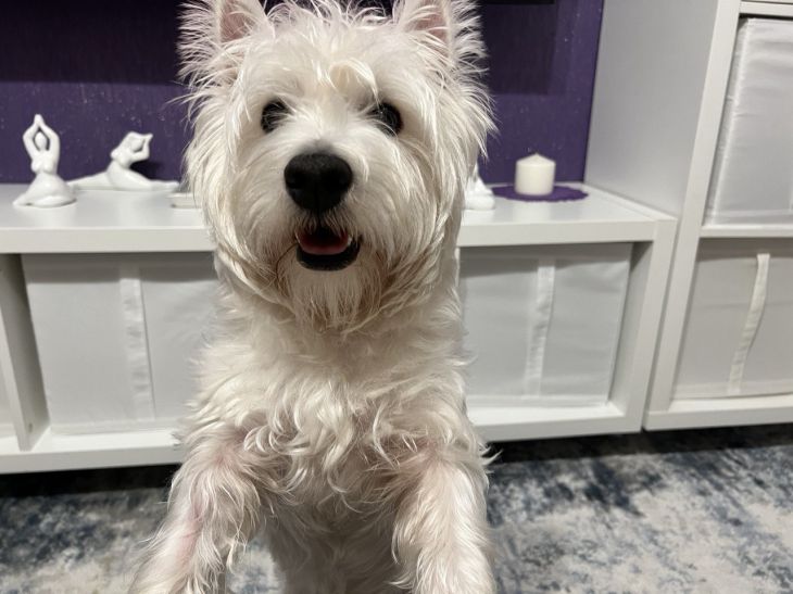 Ein Hundetrainer listete die Gründe für das ständige Bellen von Hunden auf und erklärte, was zu tun ist Hund