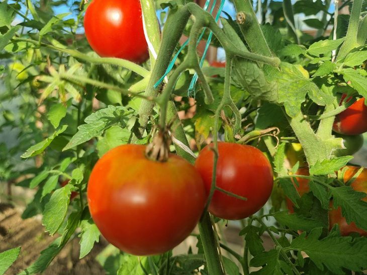 Von einer solchen Ernte haben Sie noch nie geträumt: Welchen Gründünger soll man im Frühjahr unter Tomaten säen? Tomaten