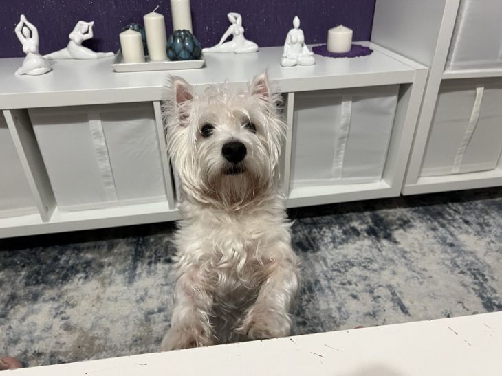 Krankheiten, Stress, Emotionen: Was Hunde am menschlichen Geruch erkennen können Hund