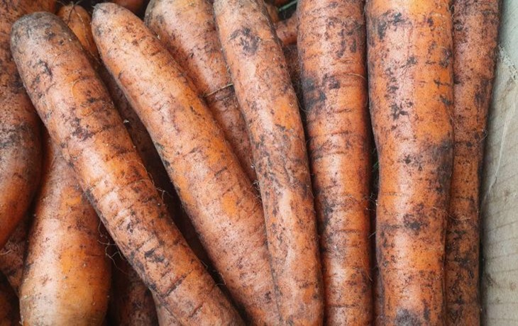 Die süßesten Karottensorten: Merken Sie sich diese drei Namen Karotte