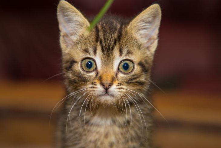 Welche Tiere sehen Geister? TOP 4 Haustiere, die Sie nachts beobachten Katze