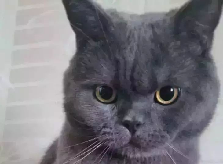 Warum haben Katzen heiße Ohren: ein normales Phänomen oder ein Alarmsignal? Katze