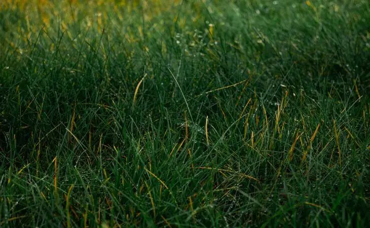 Wächst zertrampeltes Gras wieder: Was passiert mit Pflanzen? Gras