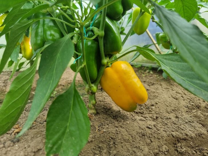 Der Fehler, der alle Paprika tötet: 90 % der Sommerbewohner machen ihn jede Saison Paprika