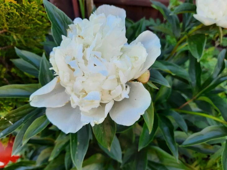 Deshalb blühen deine Blumen nicht: Sie sind eifersüchtig auf dich Pfingstrose