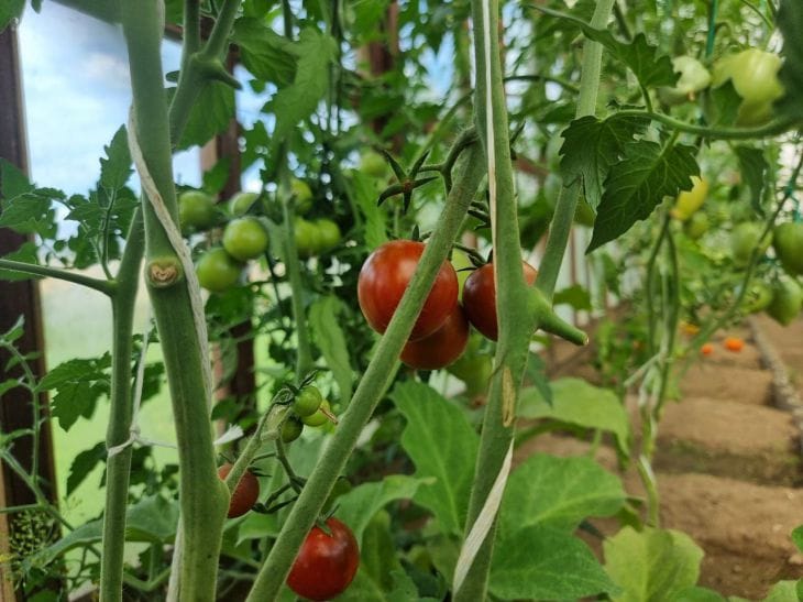 Drei Geheimnisse der Tomatenpflege, die Ihnen die Profis nicht verraten Tomate