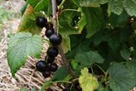 Beeren, Blätter