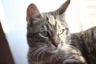 Katze