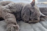Katze