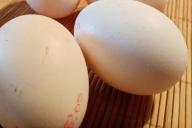 Eier